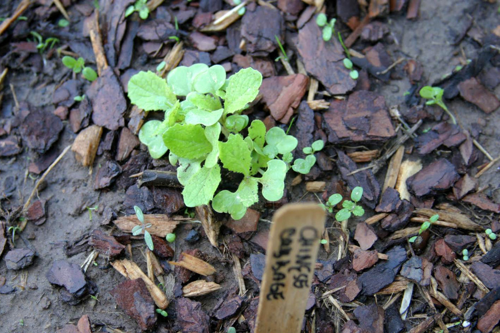 Hudson Farms Chinese Cabbage Sept '14