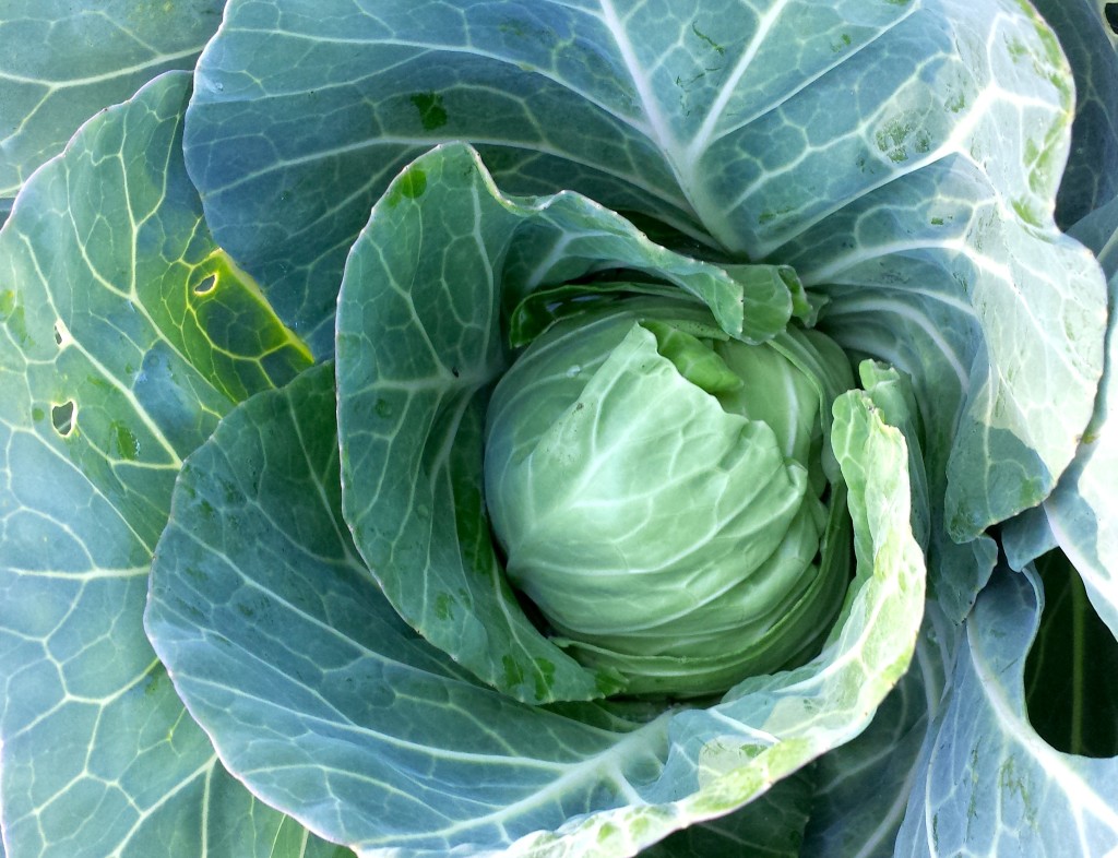 Hudson Farms cabbage is growing 12-14