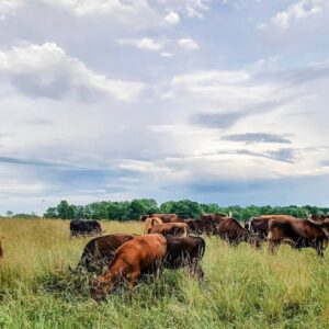 Two Sparrows Farm Grass Fed Beef Cow Pastured Berkshire Pork Eaton Rapids Michigan Founded by Whitney in 2012 | Farmish - Farm2Me Blog