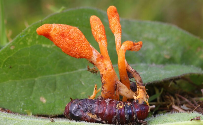 Cordyceps Mushrooms: Superfood